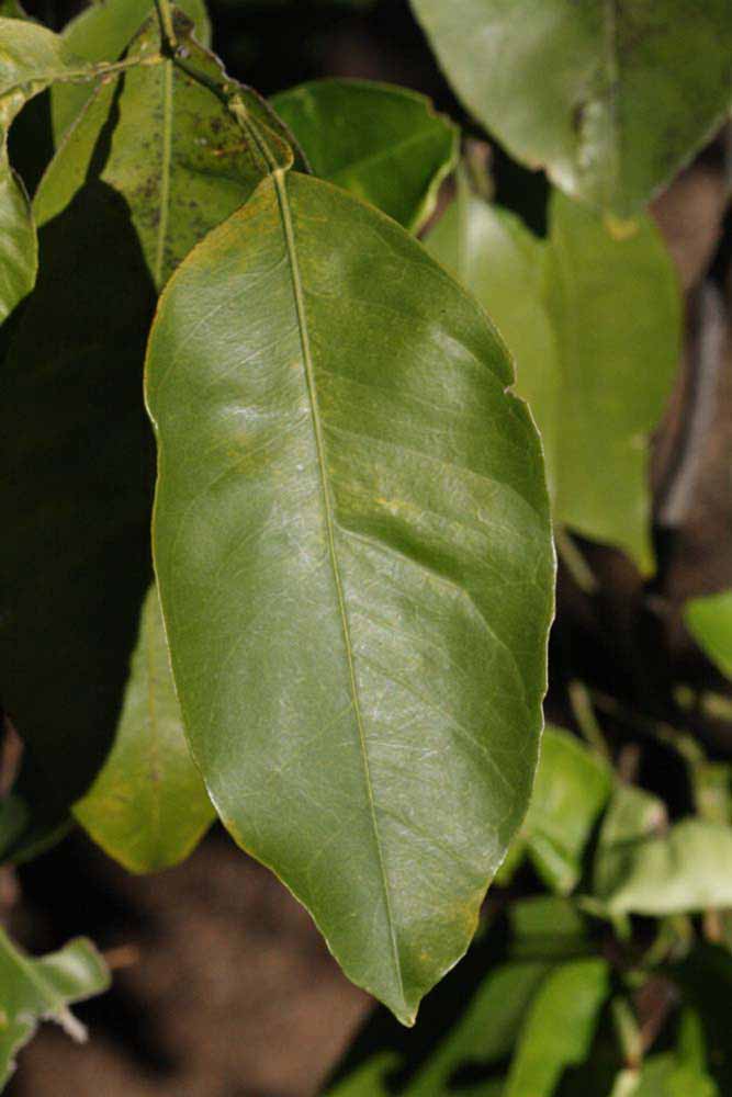              Unifoliolate leaf (Riverside, CA)       